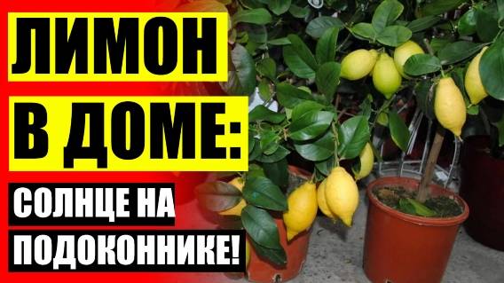 🎯 Лимон выращенный из косточки в домашних условиях 🔵 Купить цитрусовые растения в спб 🔥
