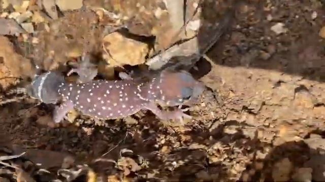 Поиск золота в Австралии с Minelab2300 (Australia, Talbot)