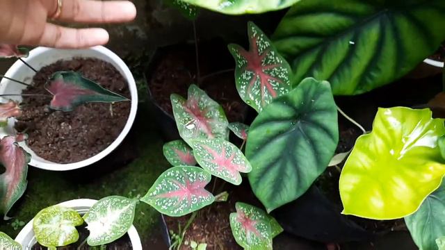 Berbagai Corak Daun Tanaman Keladi Hias || 15 Jenis Tanaman Keladi Hias