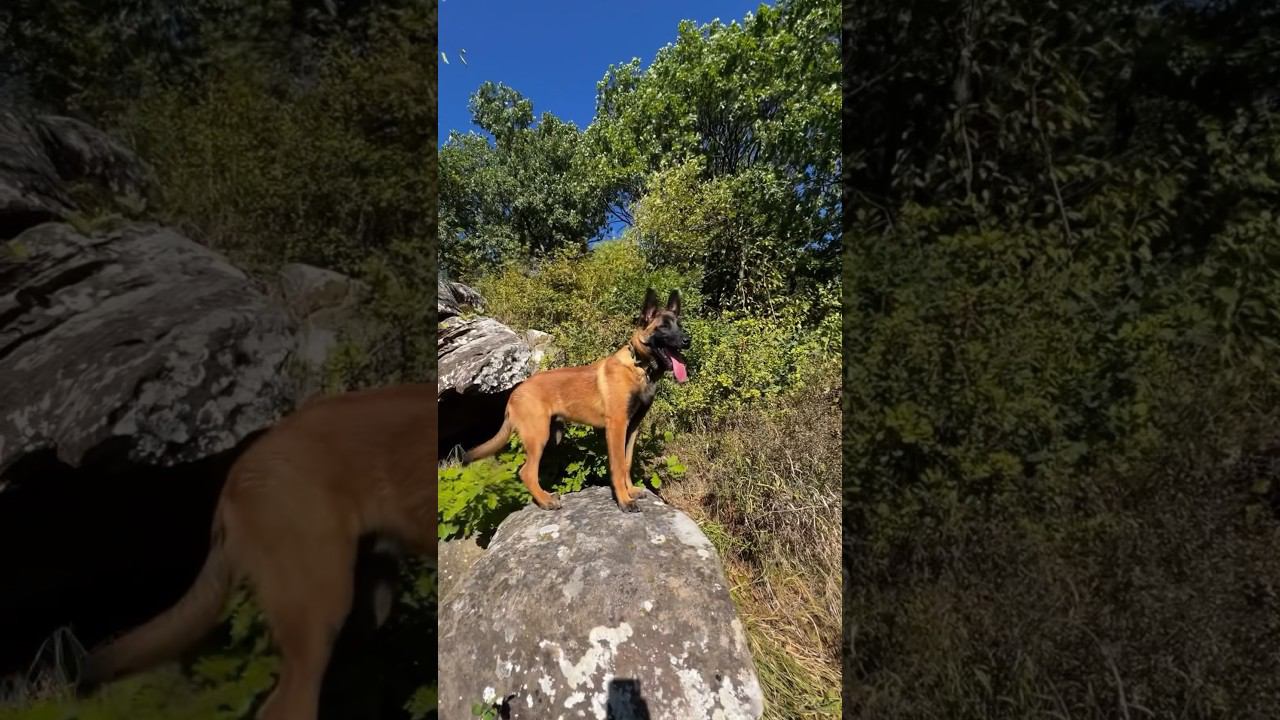 #горы #malinois #малинуа ️#waterfall #camping #nature #кавказ  #adventure #кчр  #mountains