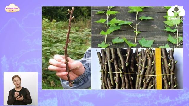 2 класс. РОДИНОВЕДЕНИЕ / Размножение растений / ТЕЛЕУРОК / 23.04.21