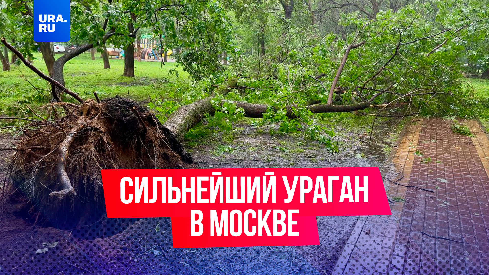 Человека насмерть придавило деревом: в Москве происходит самый настоящий апокалипсис