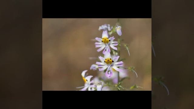 Schizanthus Tricolor