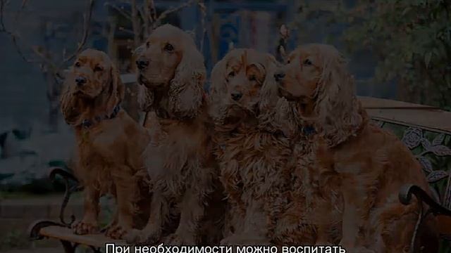 Самые умные породы собак в мире: ТОП-10 по интеллекту