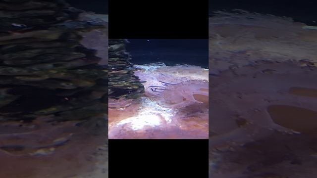 VID_20230131_144252.mp4