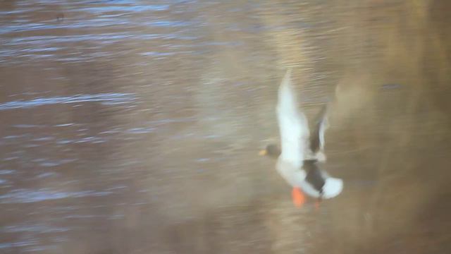 Взлет селезня кряквы, снятый на объектив мто 500мм.