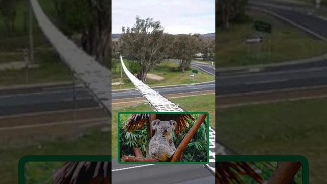 Искусственные лианы в Австралии?