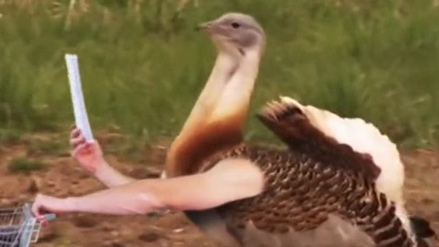 Если бы у птиц были руки