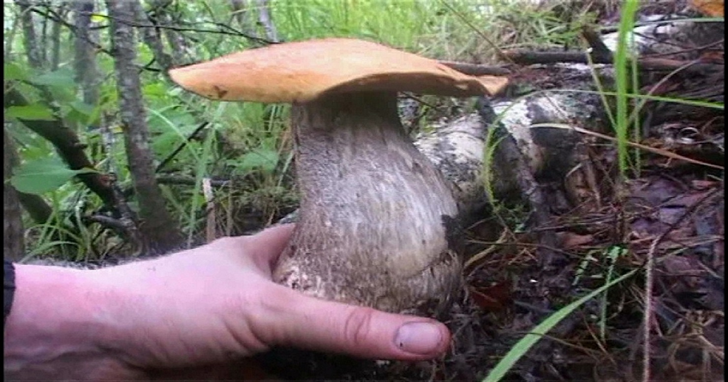 Топ сезона