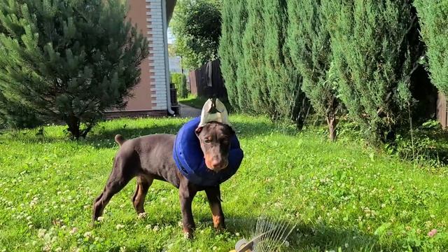Посадили 40 туй. Почистили кондиционер и сэкономили 9000 рублей.