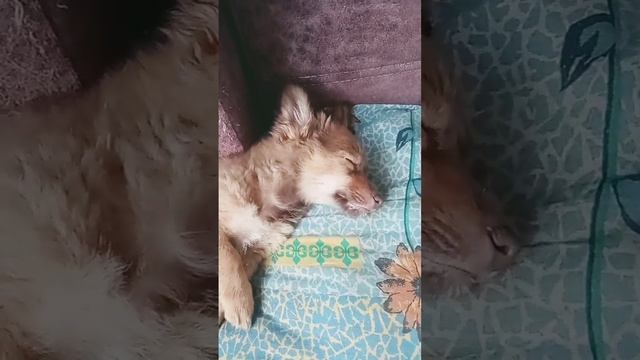 Он наверное растёт во сне...