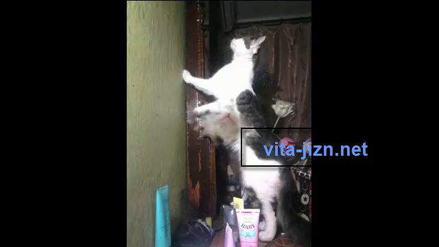 Уход за кошками
