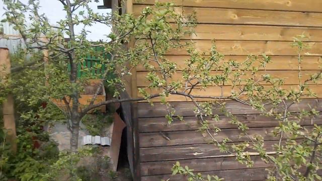 Начало мая на даче. Первые хлопоты.