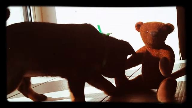Spring meeting on the windowsill. Встречаем весну на подоконнике.