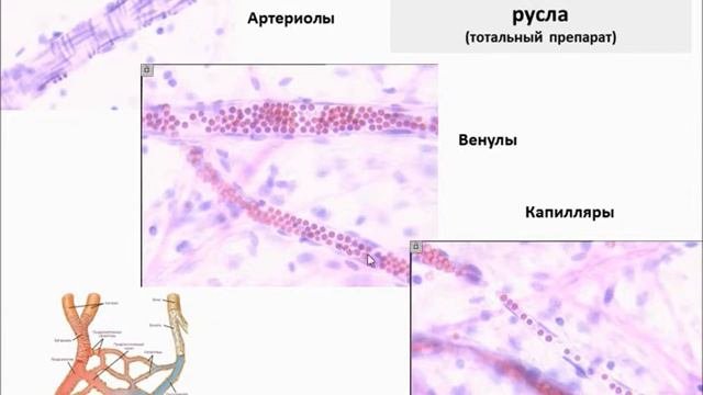 Лекция: Сердечно сосудистая система