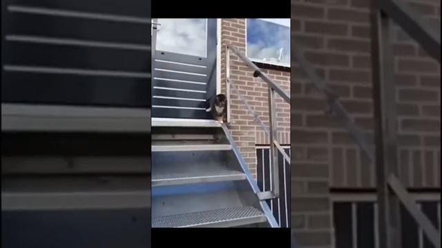 котики