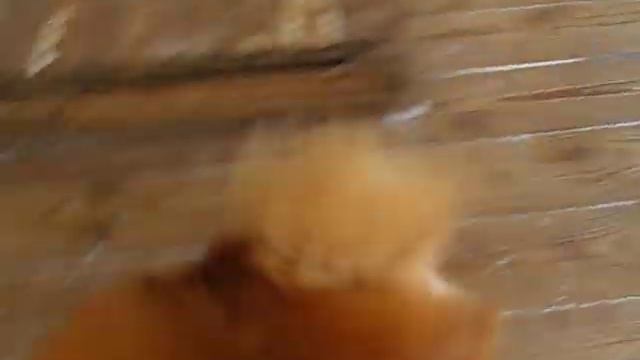NOT for sale! Our female red color Gladys Orange Meillandina Iz Knyaginino, age 16 m.