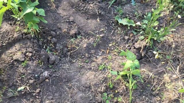 Как вырастить два урожая картошки.
