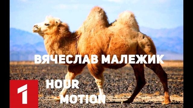 ВЯЧЕСЛАВ МАЛЕЖИК - ВЕРБЛЮД (1 hour version)