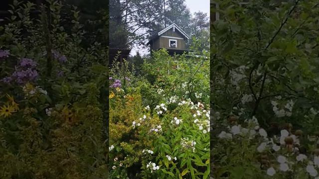 Тот самый дом, где снимался х/ф "Любовь и голуби"