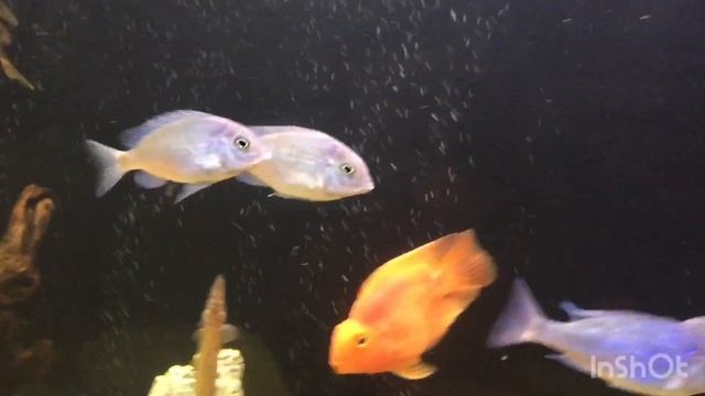Новые рыбы в аквариуме, отдаю рыб подписчикам/New fish in the aquarium