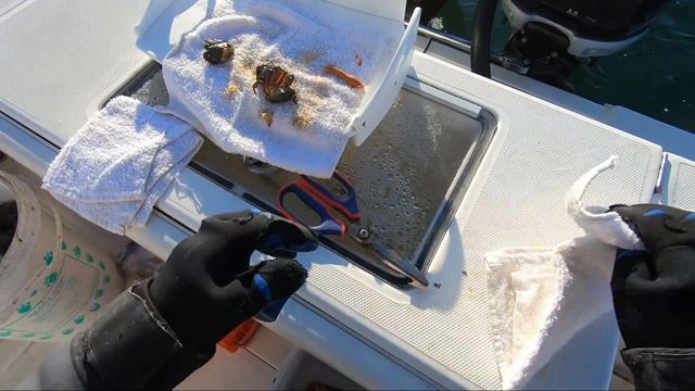 Blackfish GULP Test - Some Surprises!
