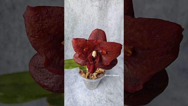 L-16 (Sogo Gotris-Taida Pearl)’ black ES-1’| Цветение красной восковой миниатюрной азиатской орхидеи