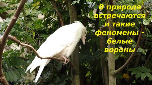 ВОроны в Кисловодске