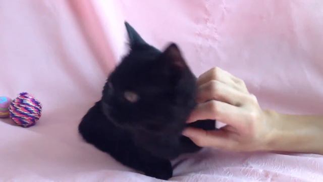 Выпускники моего Питомника "OLKONA" - шотландские котята - переехали к новым владельцам.