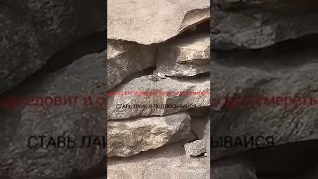 Паук Крестовик! Он у меня дома!!!????