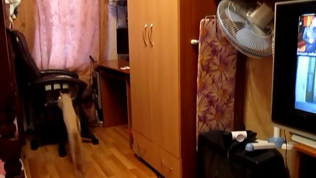 Смотреть всем!! Кошка с сабачьими повадками