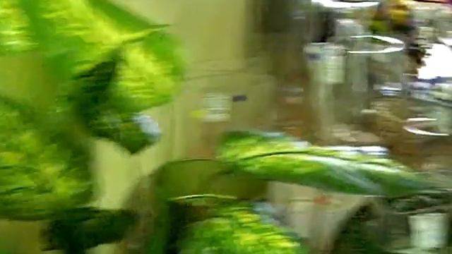 ваши цветы