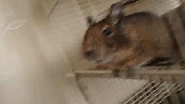ДЕГУ и ПИТ БУЛЬ Стаффорд  лижет целует дегу degus