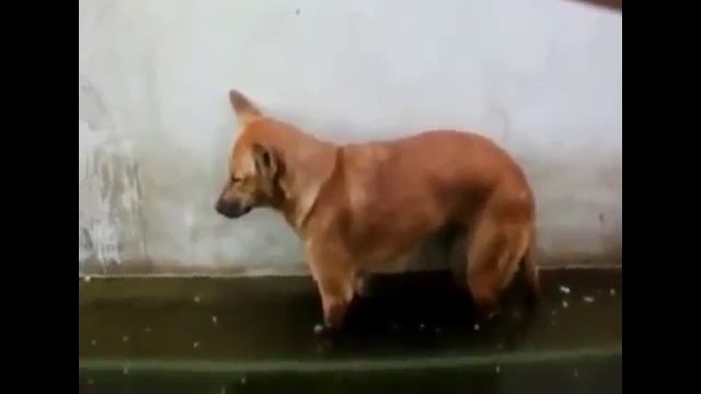 Смешные собаки видео.Прикольные видео