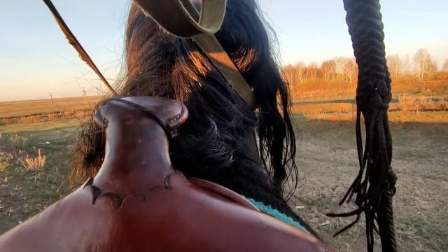 Жеребец Лакмус делит кобыл.