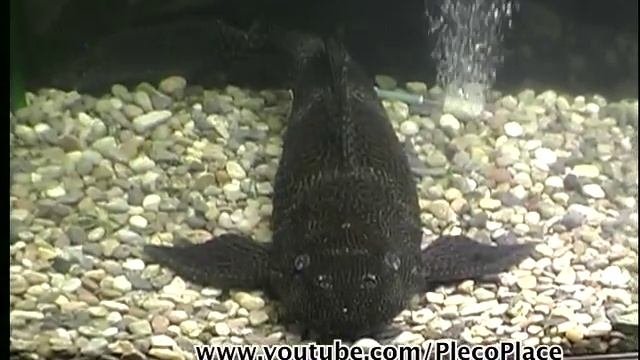 PLECOSTOMUS -- 19 inches long !!