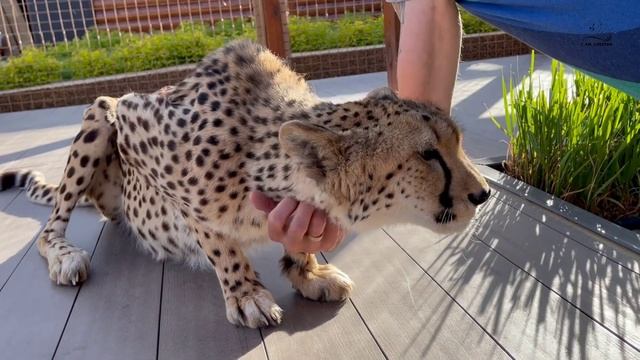 Герда растаяла от Сашиной ласки!