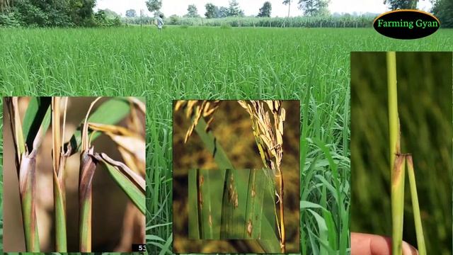 धान में झुलसा ब्लास्ट गर्दन तोड़ रोग पर रोकथाम एक स्प्रे में Paddy Sheath Blight Top Fungicides