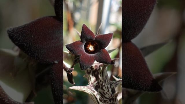 Stapelia variegated