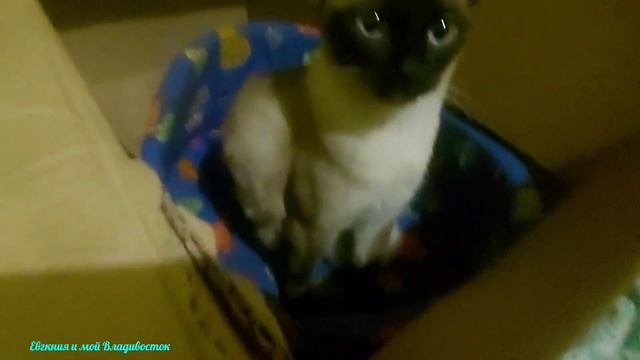 7 дней  тайскому котенку старосиамскому,     тайскому,сиамскому