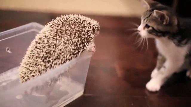 котик и ёжик