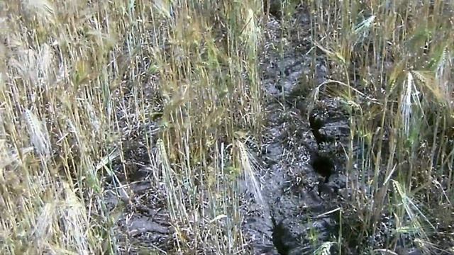 Озимый ячмень в ожидании уборки