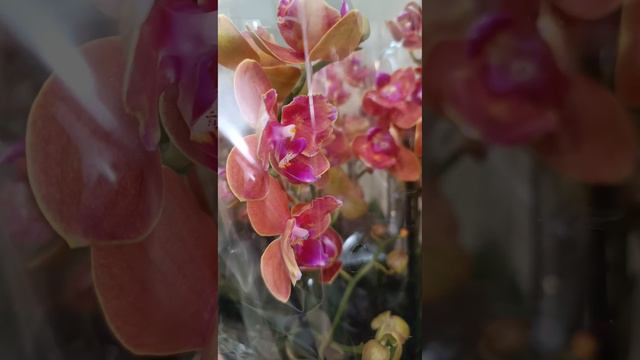 Обзор шикарной поставки в магазин Цветик36 06.05.24 Воронеж 🌺#flowers #orchids #орхидеи