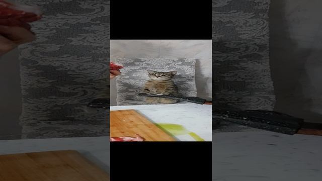 кот Baks любит мясо