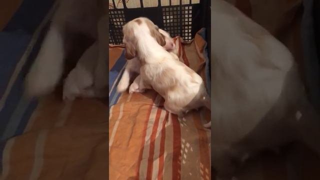 Милые щенки американского кокер спаниеля.1 мес