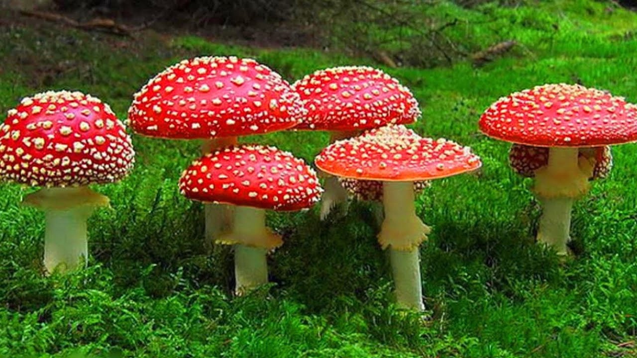 ПОПЁРЛО!!! Попал на массовый выход мухомора.