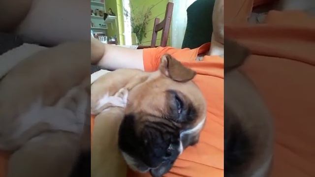 Молли во сне