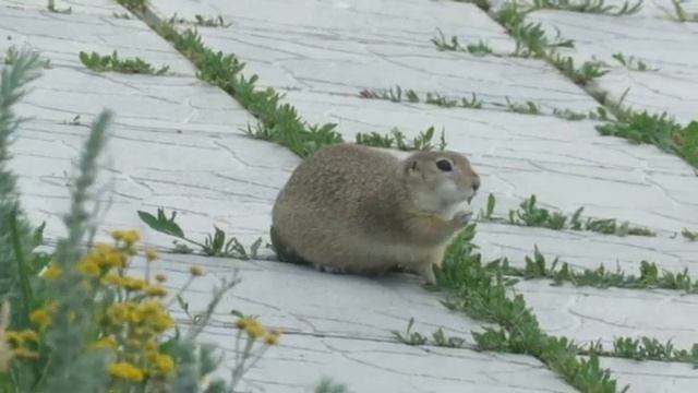 Суслики в заповеднике "Оренбургский"