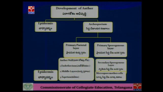 CCE || Botany - Microsporogenesis Development of Male Gametophyte || Live With  K.Usha Rani