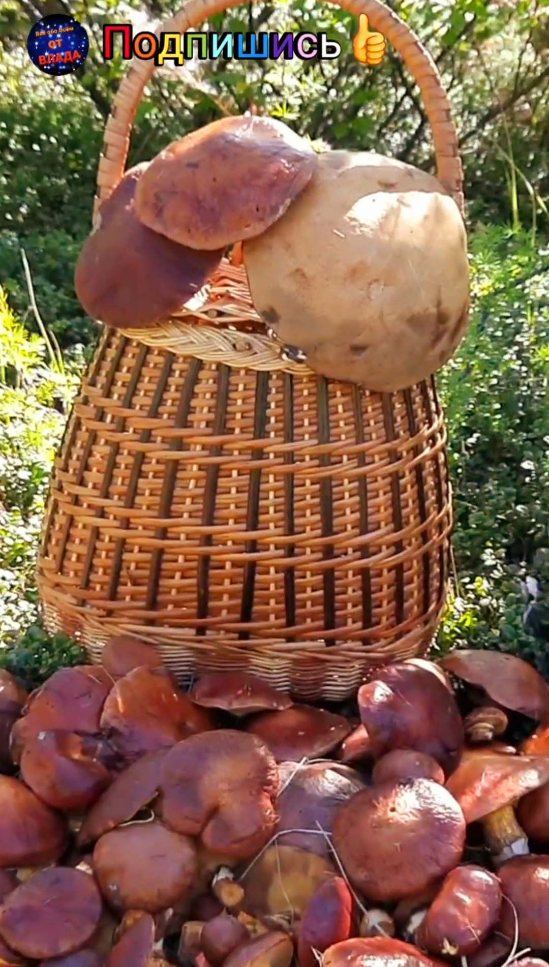🎯хота🏹 за🍄Грибами🍀